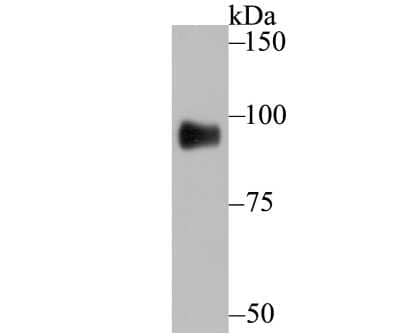 Western Blot: GIT1 Antibody (JU33-39) [NBP2-75505] - Analysis of GIT1 on A549 cell using anti-GIT1 antibody at 1/500 dilution.