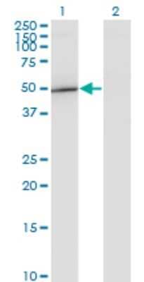 Western Blot: GIT2 Antibody (1B2) [H00009815-M04] - Analysis of GIT2 expression in transfected 293T cell line by GIT2 monoclonal antibody (M04), clone 1B2. Lane 1: GIT2 transfected lysate (Predicted MW: 52.6 KDa). Lane 2: Non-transfected lysate.