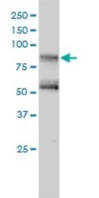 Western Blot: GIT2 Antibody (3B5-B9) [H00009815-M01] - GIT2 monoclonal antibody (M01), clone 3B5-B9 Analysis of GIT2 expression in Jurkat.