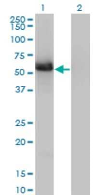 Western Blot: GIT2 Antibody (3B5-B9) [H00009815-M01] - Analysis of GIT2 expression in transfected 293T cell line by GIT2 monoclonal antibody (M01), clone 3B5-B9.Lane 1: GIT2 transfected lysate(52.6 KDa).Lane 2: Non-transfected lysate.