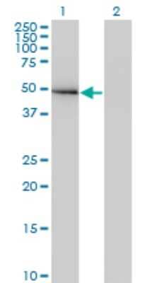 Western Blot: GIT2 Antibody (M1) [H00009815-M03] - Analysis of GIT2 expression in transfected 293T cell line by GIT2 monoclonal antibody (M03), clone M1. Lane 1: GIT2 transfected lysate (Predicted MW: 52.6 KDa). Lane 2: Non-transfected lysate.