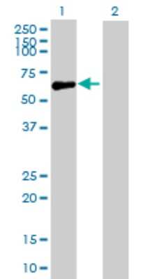Western Blot: GIT2 Antibody [H00009815-B01P] - Analysis of GIT2 expression in transfected 293T cell line by GIT2 polyclonal antibody.  Lane 1: GIT2 transfected lysate(51.81 KDa). Lane 2: Non-transfected lysate.