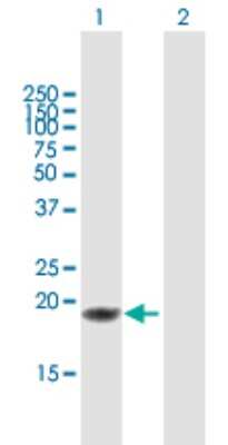 Western Blot: GITR Ligand/TNFSF18 Antibody [H00008995-B01P] - Analysis of TNFSF18 expression in transfected 293T cell line by TNFSF18 polyclonal antibody.  Lane 1: TNFSF18 transfected lysate(19.47 KDa). Lane 2: Non-transfected lysate.