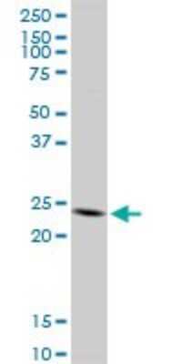 Western Blot: GITR Ligand/TNFSF18 Antibody [H00008995-D01P] - Analysis of TNFSF18 expression in HeLa.