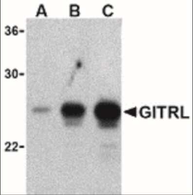 Western Blot: GITR Ligand/TNFSF18 Antibody [NBP1-77240] - Analysis of (A) 5 ng, (B) 25 ng, and (C) 50 ng of purified recombinant GITRL with ITRL antibody at 1 ug/mL.