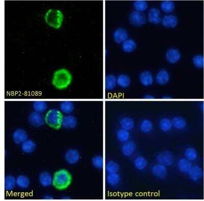 Immunocytochemistry/Immunofluorescence: GITR Ligand/TNFSF18 Antibody (YGL386) [NBP2-81089] - Immunofluorescence staining of fixed mouse splenocytes with GITR Ligand/TNFSF18 Antibody (YGL386) [NBP2-81089]. Immunofluorescence analysis of paraformaldehyde fixed mouse (Mus musculus) splenocytes on Shi-fix coverslips, permeabilized with 0.15% Triton stained with the chimeric rabbit version of YGL386 [NBP2-81089] at 10 ug/ml for 1h followed by Alexa Fluor 488 secondary antibody (1 ug/ml), showing membrane and some cytoplasmic staining in a subset of cells. The nuclear stain is DAPI (blue). Panels show from left-right, top-bottom NBP2-81089, DAPI, merged channels and an isotype control. The isotype control was stained with an anti-Fluorescein antibody followed by Alexa Fluor 488 secondary antibody.