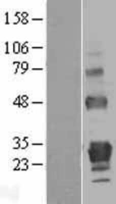 Western Blot GITR/TNFRSF18 Overexpression Lysate