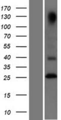 Western Blot GITR/TNFRSF18 Overexpression Lysate