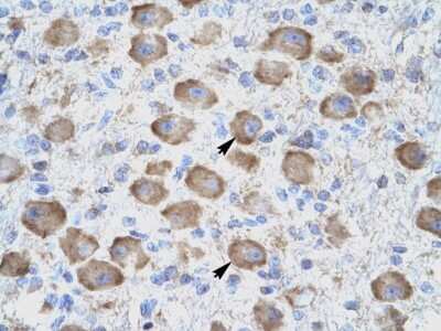 Immunohistochemistry: GITR/TNFRSF18 Antibody [NBP1-79933] - Staining of human brain crossection, neural cells (indicated by arrows). Reccomended concentration is 4 - 8 ug/ml. Magnification is 400x.