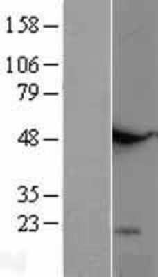 Western Blot GITR Ligand/TNFSF18 Overexpression Lysate