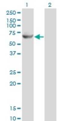 Western Blot: GK2 Antibody (3G4) [H00002712-M04] - Analysis of GK2 expression in transfected 293T cell line by GK2 monoclonal antibody (M04), clone 3G4. Lane 1: GK2 transfected lysatE (60.6 KDa). Lane 2: Non-transfected lysate.