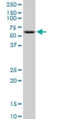 Western Blot: GK2 Antibody [H00002712-B01P] - Analysis of GK2 expression in HeLa.