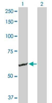 Western Blot: GK2 Antibody [H00002712-B01P] - Analysis of GK2 expression in transfected 293T cell line by GK2 polyclonal antibody.  Lane 1: GK2 transfected lysate(60.83 KDa). Lane 2: Non-transfected lysate.