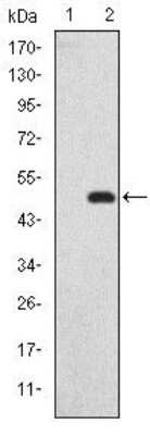 Western Blot: GKAP/DLGAP1 Antibody (3G4) [NBP2-37582] - Western blot analysis using GKAP mAb against HEK293 (1) and GKAP(AA: 490-663)-hIgGFc transfected HEK293 (2) cell lysate.