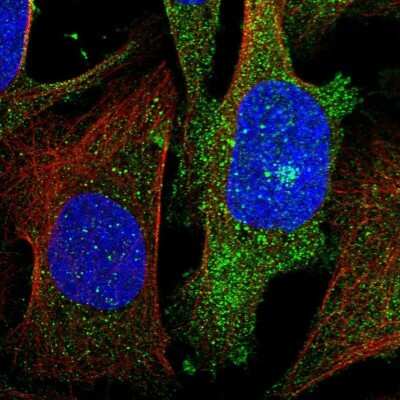 Immunocytochemistry/ Immunofluorescence GKAP1 Antibody - BSA Free
