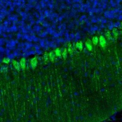 Immunohistochemistry: GKAP1 Antibody [NBP2-33989] - Staining of mouse cerebellum shows strong immunoreactivity in Purkinje cells.