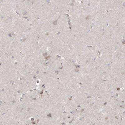 Immunohistochemistry: GKAP1 Antibody [NBP2-33989] - Staining of mouse cerebellum shows strong immunoreactivity in Purkinje cells.