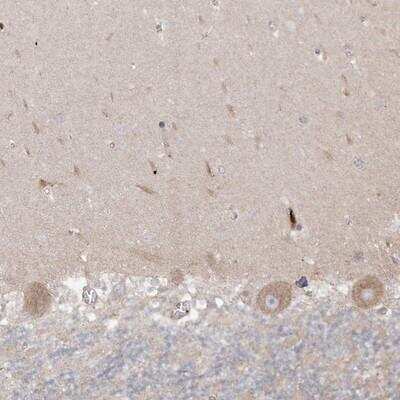 Immunohistochemistry-Paraffin: GKAP1 Antibody [NBP2-33989] - Staining of human cerebellum shows positivity in Purkinje cells.