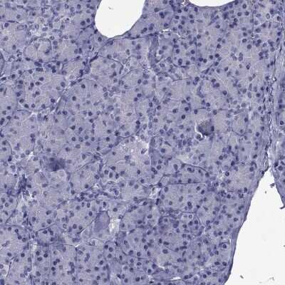 Immunohistochemistry-Paraffin: GKAP1 Antibody [NBP2-62650] - Staining of human pancreas shows low expression as expected.