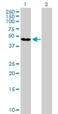 Western Blot: GKAP1 Antibody [H00080318-B01P] - analysis of GKAP1 expression in transfected 293T cell line by GKAP1 MaxPab polyclonal antibody. Lane 1: GKAP1 transfected lysate (40.26 KDa). Lane 2: Non-transfected lysate.
