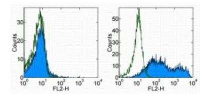 Flow Cytometry: GL7 (T and B Cell Activation Marker) Antibody (GL-7) [NBP2-00362] - Staining of 3-day unstimulated (left) and 3-day ConA-stimulated (right) BALB/c splenocytes with 0.25 ug of Rat IgM kappa Isotype Control Purified (open histogram) or 0.25 ug of  Anti-Human/Mouse GL7 (T and B Cell Activation Marker) Purified (filled histogram) followed by Anti-Rat IgM PE.