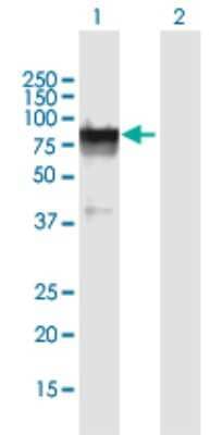 Western Blot GLB1L Antibody - Azide and BSA Free