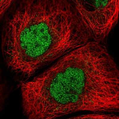 Immunocytochemistry/ Immunofluorescence GLB1L2 Antibody - BSA Free