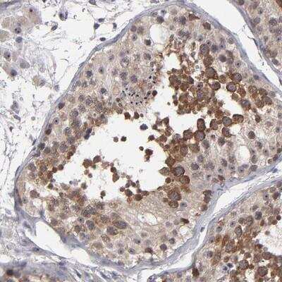 Immunohistochemistry-Paraffin: GLCCl1 Antibody [NBP1-87939] - Staining of human testis shows distinct cytoplasmic positivity in primary spermatocytes in seminiferus ducts.