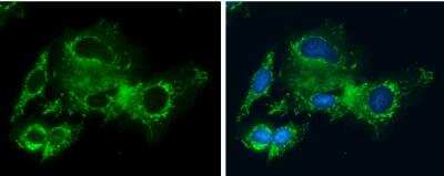 Immunocytochemistry/Immunofluorescence: GLDC Antibody [NBP1-32907] - Hep G2 cells were fixed in ice-cold MeOH for 5 min. Green: Glycine dehydrogenase protein stained by Glycine dehydrogenase antibody [N3C2-2], Internal diluted at 1:400. Blue: Hoechst 33342 staining.