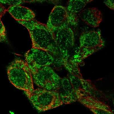 Immunocytochemistry/Immunofluorescence: GLDC Antibody [NBP2-38682] - Immunofluorescent staining of human cell line Hep G2 shows localization to nucleus & mitochondria.