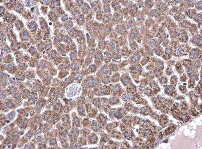 Immunohistochemistry-Paraffin: GLDC Antibody [NBP1-32907] -  Paraffin-embedded mouse liver.  Glycine dehydrogenase antibody [N3C2-2], Internal  diluted at 1:500.