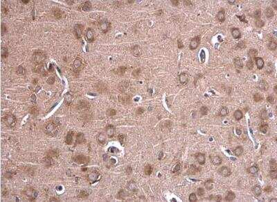 Immunohistochemistry-Paraffin: GLDC Antibody [NBP1-32907] - Paraffin-embedded rat brain. Glycine dehydrogenase antibody [N3C2-2], Internal  diluted at 1:500