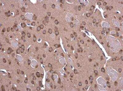 Immunohistochemistry-Paraffin: GLDC Antibody [NBP1-32907] - Paraffin-embedded mouse brain. Glycine dehydrogenase antibody [N3C2-2], Internal  diluted at 1:500.