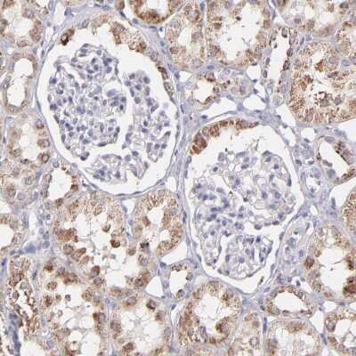 Immunohistochemistry-Paraffin: GLDC Antibody [NBP1-83374] - Staining of human kidney shows moderate granular positivity in cytoplasm in cells in tubules.