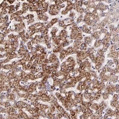 Immunohistochemistry-Paraffin: GLDC Antibody [NBP1-83374] - Staining of human liver shows strong granular positivity in cytoplasm in hepatocytes.