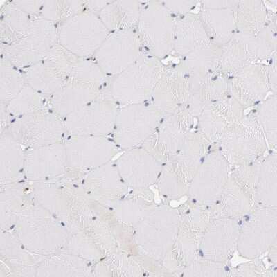 Immunohistochemistry-Paraffin: GLDC Antibody [NBP1-83374] - Staining of human skeletal muscle shows no positivity in myocytes as expected.