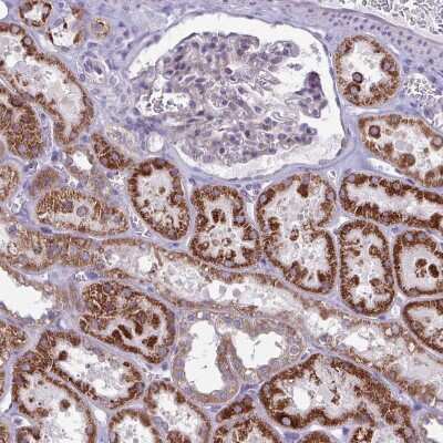 Immunohistochemistry-Paraffin: GLDC Antibody [NBP2-38682] - Staining of human kidney shows strong granular cytoplasmic positivity in cells in tubules.