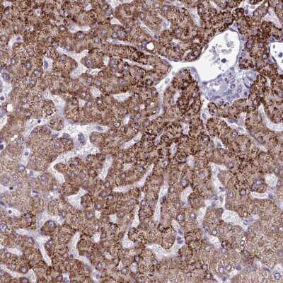 Immunohistochemistry-Paraffin: GLDC Antibody [NBP2-38682] - Staining of human liver shows strong granular cytoplasmic positivity in hepatocytes.