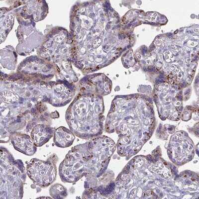 Immunohistochemistry-Paraffin: GLDC Antibody [NBP2-38682] - Staining of human placenta shows moderate granular cytoplasmic positivity in trophoblastic cells.