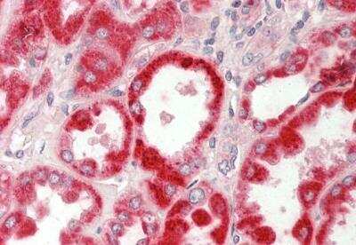 Immunohistochemistry-Paraffin: GLDC Antibody [NBP2-87502] - Rabbit Anti-GLDC antibody. Formalin Fixed Paraffin Embedded Tissue: Human Kidney. Primary antibody Concentration: 1:100. Secondary Antibody: Donkey anti-Rabbit-Cy3. Secondary Antibody Concentration: 1:200. Magnification: 20x. Exposure Time: 0.5-2.0sec