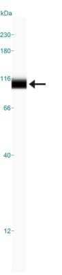 Simple Western: GLDC Antibody [NBP1-32907] - Simple Western lane view shows a specific band for GLDC in 0.2 mg/ml of HepG2 lysate.  This experiment was performed under reducing conditions using the 12-230 kDa separation system.