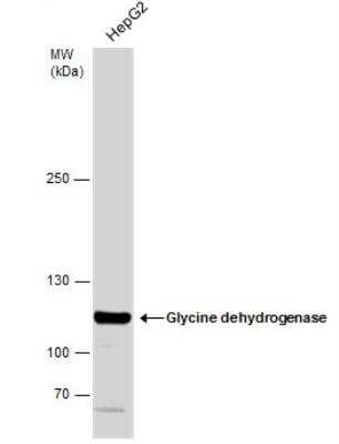 Western Blot: GLDC Antibody [NBP1-32907] - Whole cell extract (30 ug) was separated by 5% SDS-PAGE, and the membranes were blotted with Glycine dehydrogenase antibody [N3C2-2], Internal  diluted at 1:1000. The HRP-conjugated anti-rabbit IgG antibody (NBP2-19301) was used to detect the primary antibody.