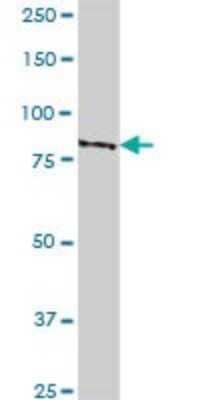 Western Blot: GLE1 Antibody [H00002733-B01P] - Analysis of GLE1L expression in human liver.