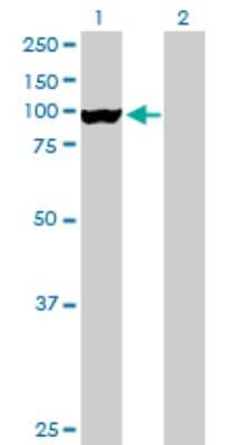 Western Blot: GLE1 Antibody [H00002733-B01P] - Analysis of GLE1L expression in transfected 293T cell line by GLE1L polyclonal antibody.  Lane 1: GLE1L transfected lysate(76.78 KDa). Lane 2: Non-transfected lysate.