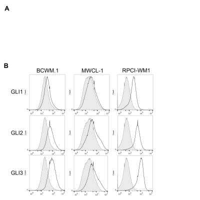 Flow (Intracellular): GLI-2 Antibody [NB600-874] - intracellular staining for GLI-2 in untreated human B cell lines (BCWM.1, MWCL-1 and RPCI-WM1)  using anti-GLI-2 antibody. Rabbit IgG Isotype Control (Cat# NBP2-36463) was used as a negative control. Image courtesy of Sherine Elsawa, Northern Illinois University.