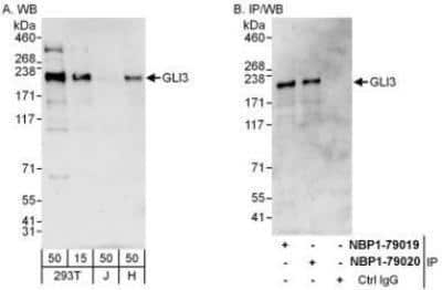 Western Blot: GLI-3 Antibody [NBP1-79019] - Whole cell lysate from 293T (15 and 50 mcg for WB; 1 mg for IP, 20% of IP loaded), Jurkat (J; 50 mcg) and HeLa (H; 50 mcg) cells.   Affinity purified rabbit anti-GLI3 antibody used for WB at 0.1 mcg/ml (A) and 1 mcg/ml (B) and used for IP at 6 mcg/mg lysate.  GLI3 was also immunoprecipitated by rabbit anti-GLI3 antibody NBP1-79020 which recognizes a downstream epitope.