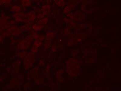 Immunocytochemistry/ Immunofluorescence GLIPR1L2 Antibody - BSA Free