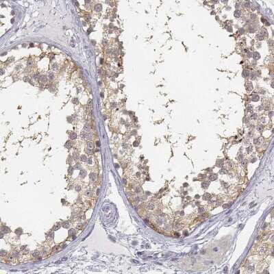 Immunohistochemistry-Paraffin: GLIPR1L2 Antibody [NBP1-81092] - Staining of human testis shows moderate cytoplasmic positivity in cells in seminiferous ducts.