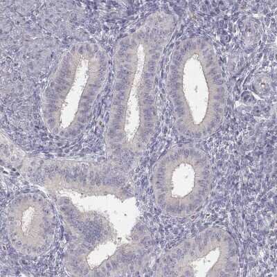 Immunohistochemistry-Paraffin GLIPR1L2 Antibody - BSA Free