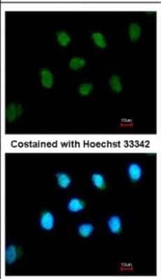 Immunocytochemistry/Immunofluorescence: GLIS1 Antibody [NBP2-16667] - Immunofluorescence analysis of paraformaldehyde-fixed A549, using antibody at 1:500 dilution.